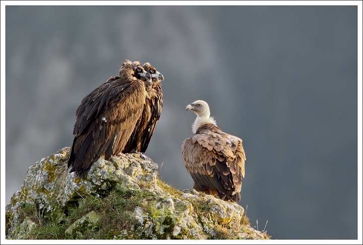 Les oiseaux du causse Noir